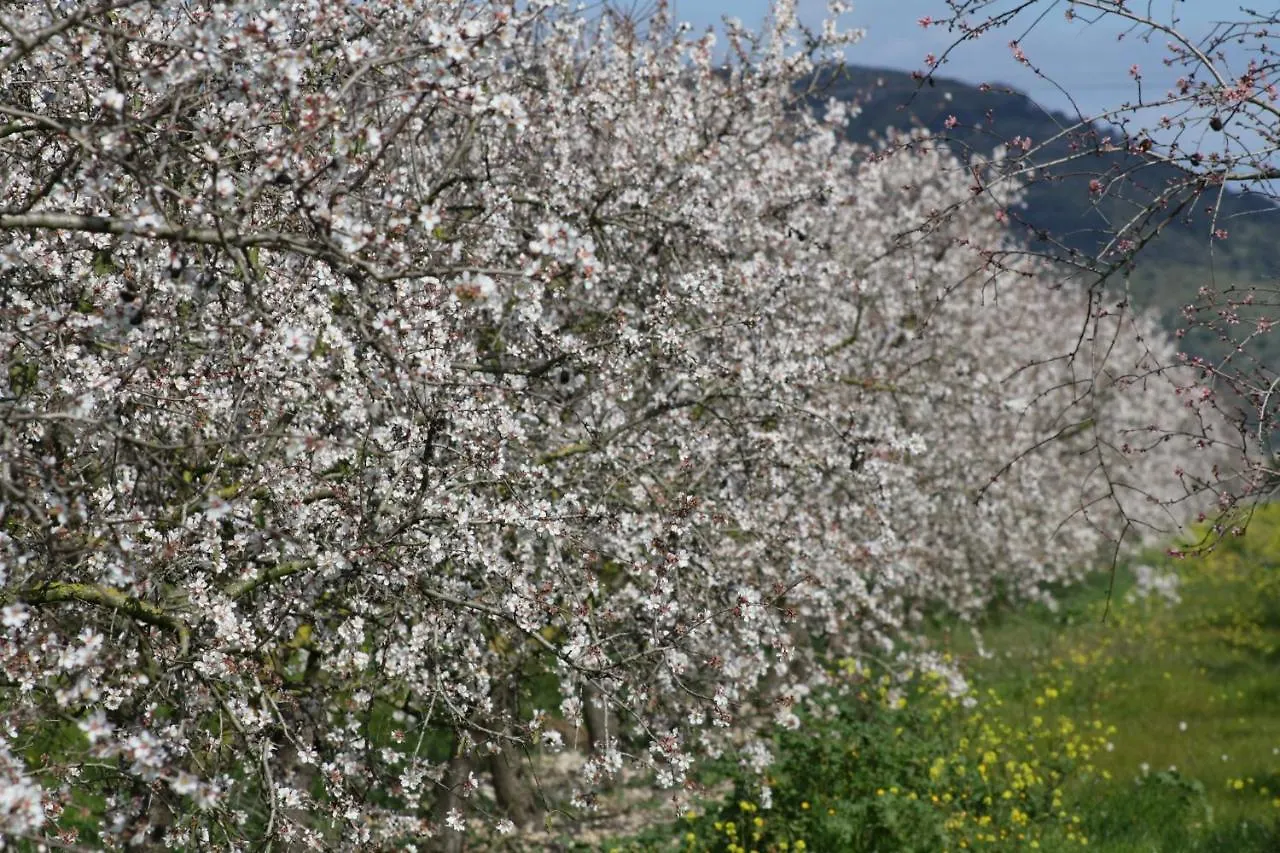 Finca S'Era De Son Francec 123 By Mallorca Charme Villa Llubi Spain
